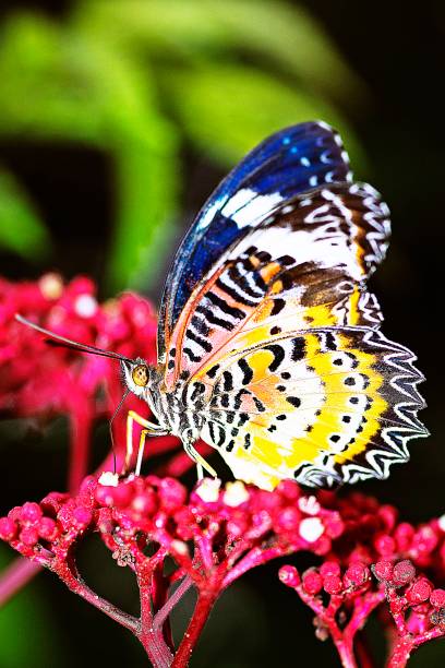 istock Butterfly drinking juice from flower. 1170115649