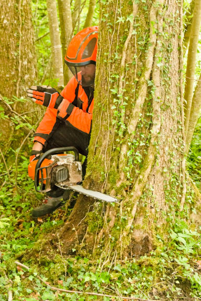 istock Lumberjack checking the fall direction of a tree to be felled 1170116275