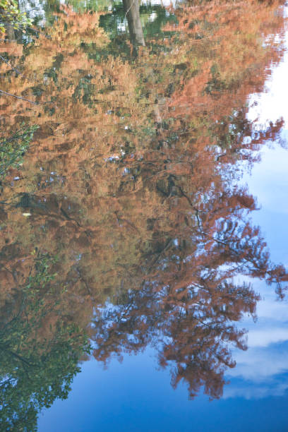 istock golden tree in autum sun 1170116845