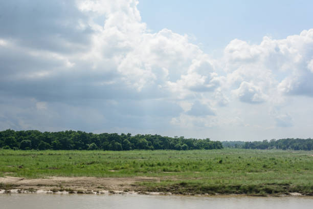 istock Protected areas grassland  in Chitwan, Nepal 1170117277