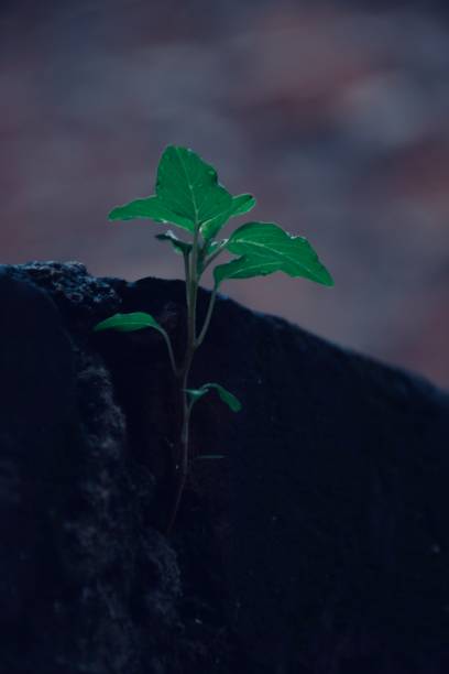istock Plants photography 1170117395