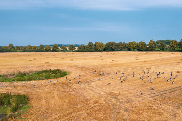 กลุ่มเครนขนาดใหญ่ที่บินอยู่เหนือสนาม mown เพื่อค้นหาอาหา�ร - platte river ภาพสต็อก ภาพถ่ายและรูปภาพปลอดค่าลิขสิทธิ์