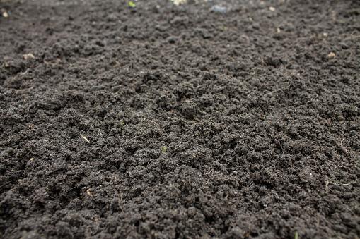 Loose dug up clean without weeds, the black earth closeup in the garden in the garden