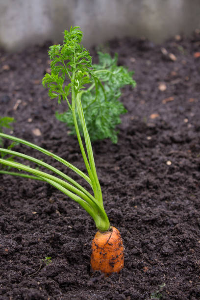 istock Ripe carrot tops in the soil 1170118598