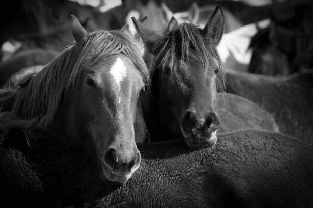 istock Group of horses are staying together 1170118645