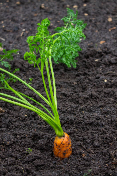 istock Ripe carrot tops in the soil 1170118646