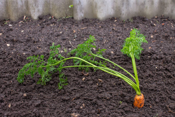 istock Ripe carrot tops in the soil 1170118676