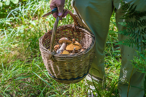 Men's hand holiding the old wicker basket with mushrooms and knife