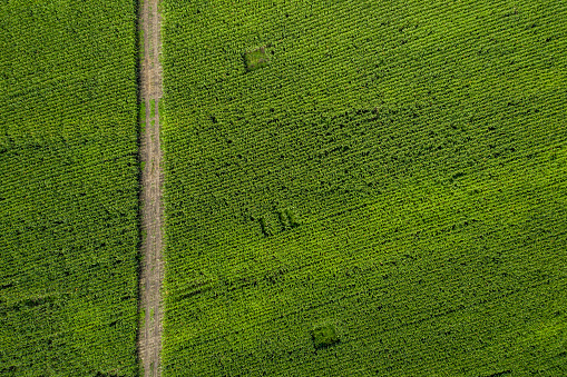 corn crop field, drone view, agrilculture