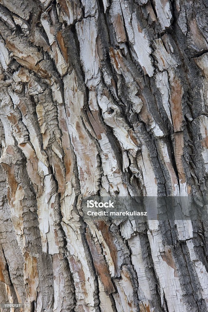 Textura de árvore velha cottonwood - Foto de stock de Casca de Árvore royalty-free