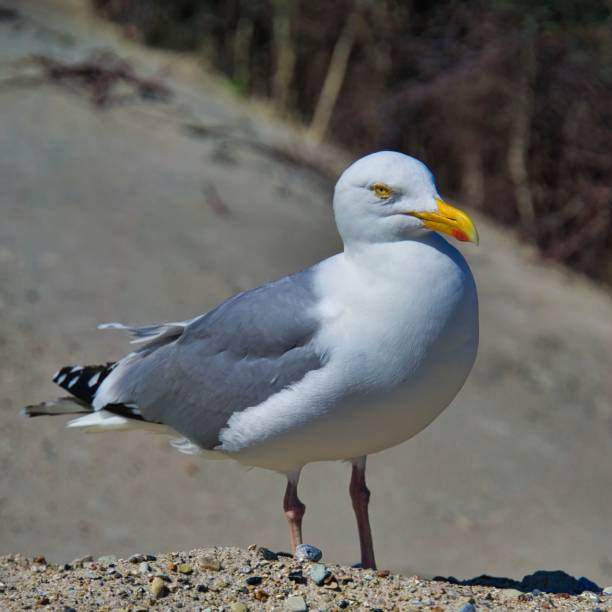 istock european herring gull on heligoland 1170123086