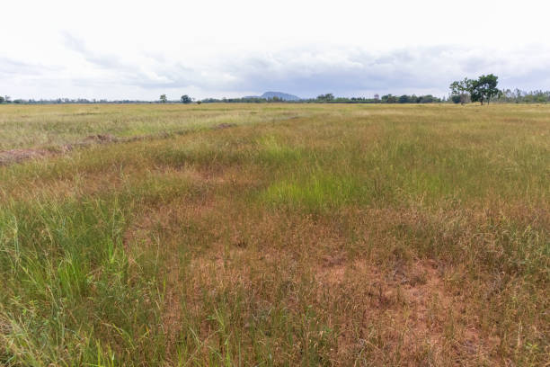 Dried rice died from lack of water. Drought is a natural disaster. Causing hopeless knowledge stock photo