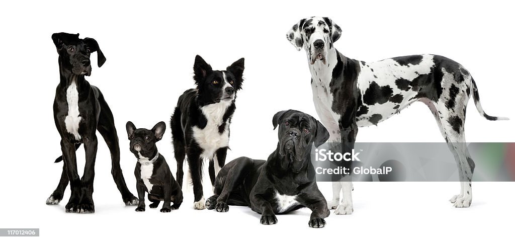 Groupe de chiens - Photo de Chien libre de droits