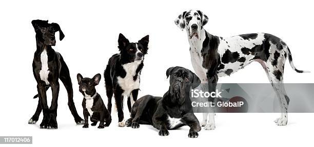 Grupo De Cães - Fotografias de stock e mais imagens de Cão - Cão, Animal, Animal Doméstico