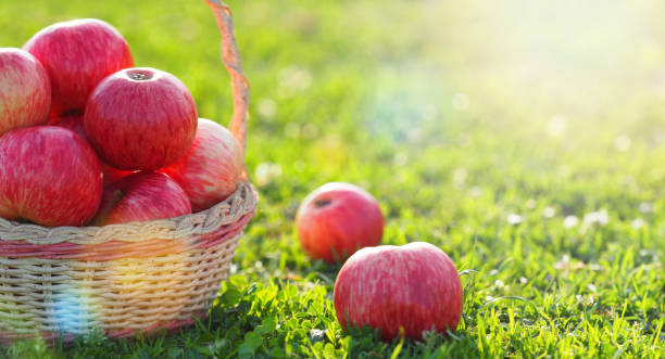istock Ripe striped apples in wicker basket, green lawn. Harvest, sunlight, panoramic view 1170124311