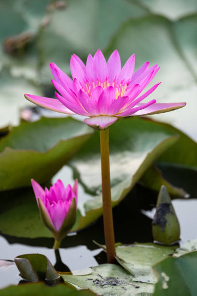 istock beautiful water lily bloom in pond 1170124539
