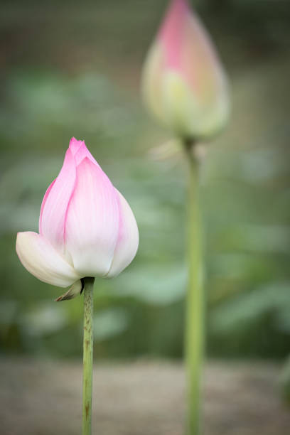 istock beautiful water lily bloom in pond 1170124540