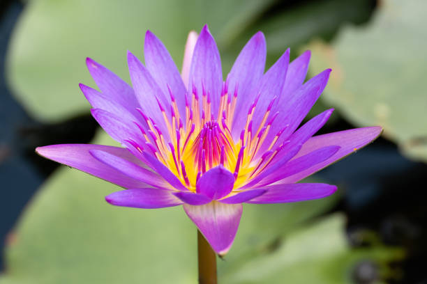 istock beautiful water lily bloom in pond 1170124541