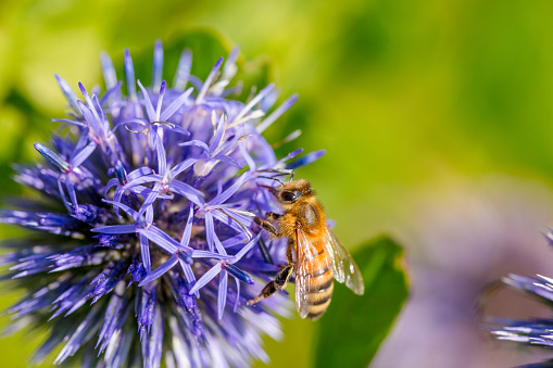 Honeybee on southern globethistle flower