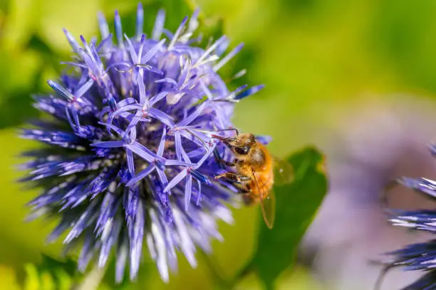 Honeybee on southern globethistle flower