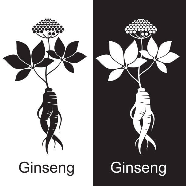 高麗人参ルートセット - ginseng leaf berry nature点のイラスト素材／クリップアート素材／マンガ素材／アイコン素材