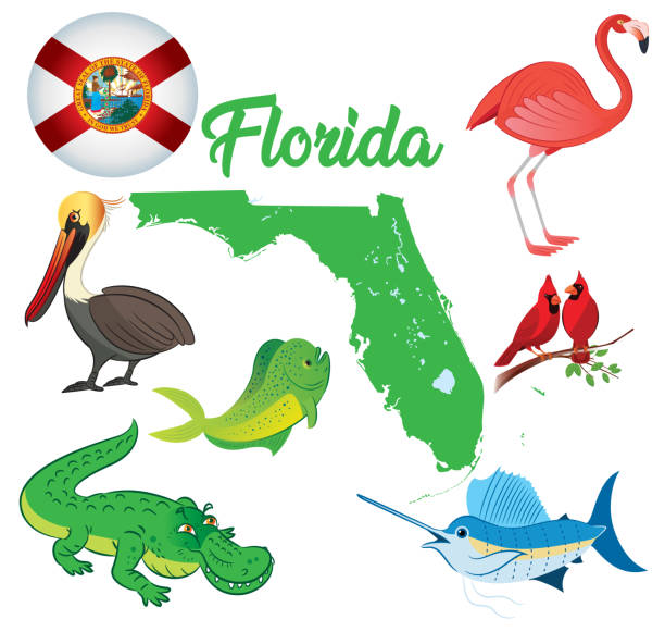 Florida Animals Vector Florida Animals clearwater stock illustrations