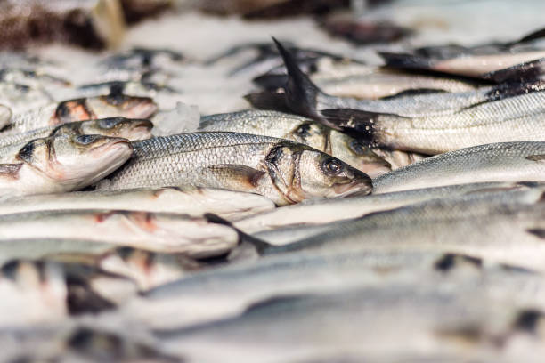 istock Fresh sea fish in ice 1170127673
