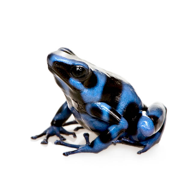 블루, 블랙 포이즌 dart 개구리-dendrobates auratus - blue poison arrow frog 뉴스 사진 이미지