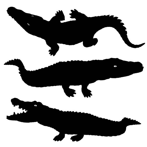 illustrations, cliparts, dessins animés et icônes de ensemble de silhouette d'alligator - alligator white background crocodile reptile