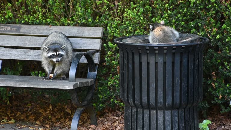 Raccoons (Procyon lotor) eating garbage or trash in a can invading the city in Stanley Park, Vancouver British Columbia, Canada.