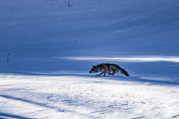 istock Coyote at Sangre de Cristo mountains at Westcliffe 1170130273