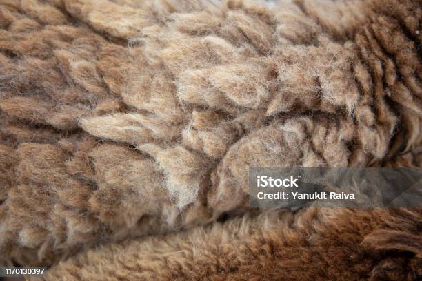 Sheep Texture Guide Long Sheep Wool Texture For Garment Textile Stock Photo - Download ...