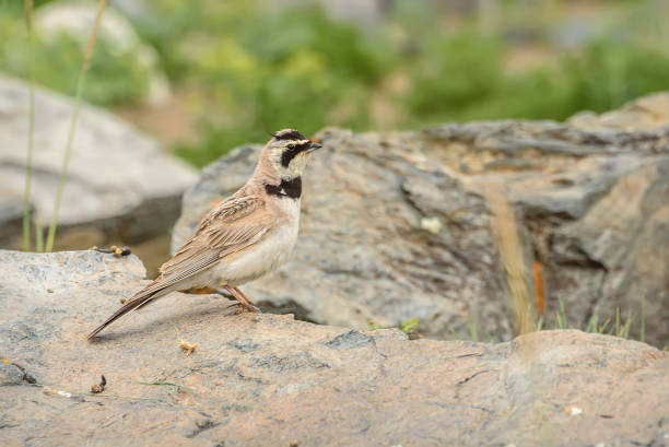 istock horned lark stones bird summer 1170130931