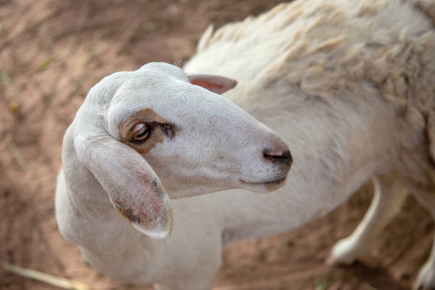 istock cute sheep face livestock with long wool 1170130962