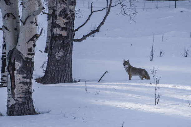 istock Coyote at Sangre de Cristo mountains at Westcliffe 1170131034