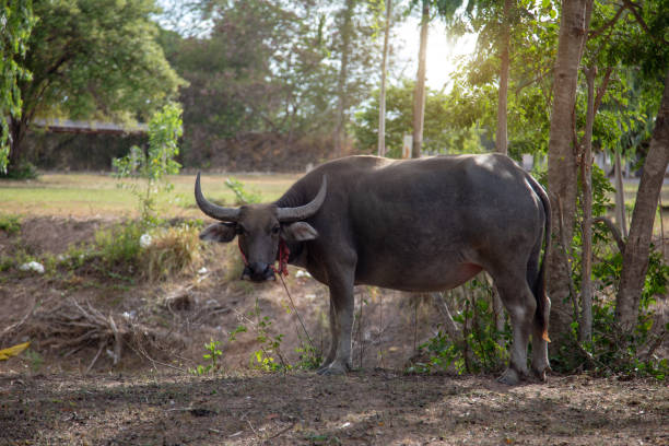 istock buffalo pet standing on park for farmer ruler life. buffalo 1170131038