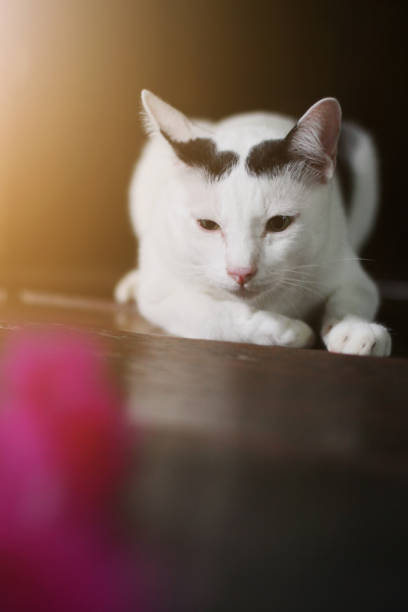 istock White cat enjoy and relax on wooden floor 1170131186