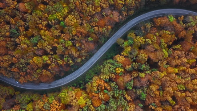 Overhead aerial view of country road in sunny autumn forest