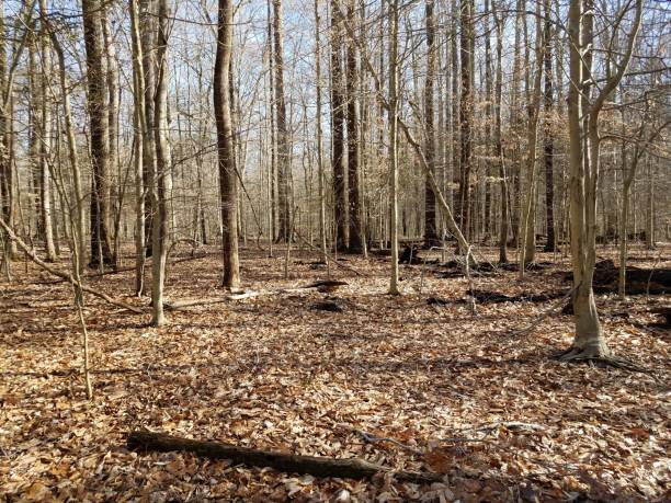 istock trees and fallen leaves in the forest or woods 1170131394