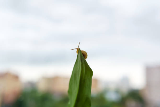 snail crawled to the edge of the leaf and looks down on a blurry light morning background