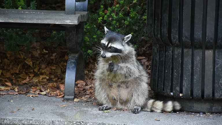 Raccoons (Procyon lotor) eating garbage or trash in a can invading the city in Stanley Park, Vancouver British Columbia, Canada.