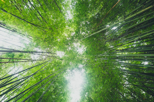 istock Bamboo The bamboo pathway is a tunnel 1170132541