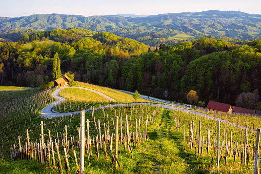 El corazón esloveno da forma a la ruta del vino entre los viñedos de Eslovenia photo