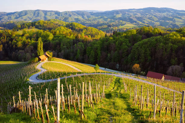 スロベニアのブドウ園の間でスロベニアのハート形のワインロード - slovenia ストックフォトと画像