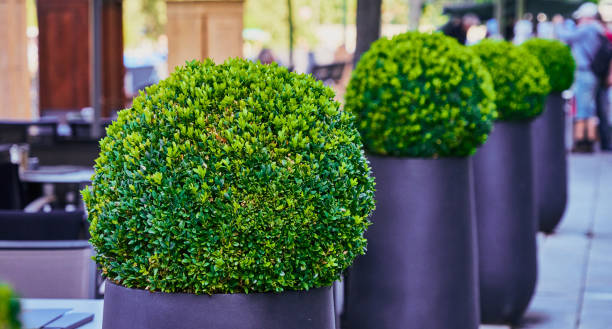 krzewy z zielonego bukszpanu (buxus sempervirens) pocięte na kuliste kształty w nowoczesnych szarych wanienkach, selektywne ogniskowanie - bush formal garden boxwood flower bed zdjęcia i obrazy z banku zdjęć