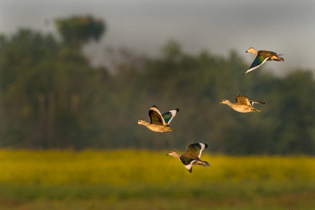 istock A Flock of Cotton Pygmy Goose 1170133566