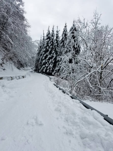 istock Road winding through a frozen forest 1170133953