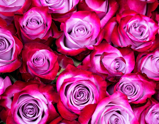 Rose is a perennial flowering plant, which can be erect shrub, climbing or trailing with stems that often have sharp prickles. Flowers vary in size and shape with colors ranging from white, yellow, purple, orange, pink to red. The blooming time is from early summer to fall.