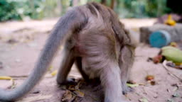 Naughty Monkey With Funny Action Stock Video - Download Video Clip Now -  Monkey, Animals Mating, Ape - iStock