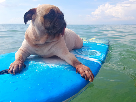 Surfing Dog, Happy Young Pug on Surf Board in the Sea